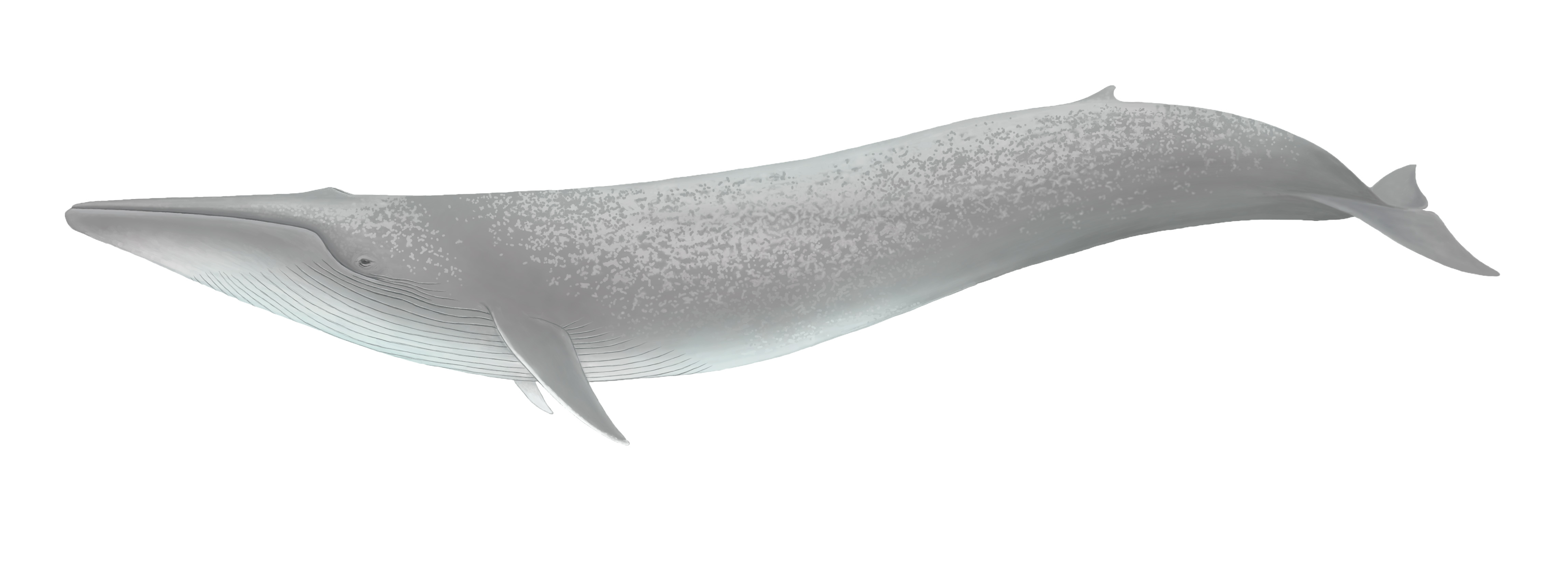 Ilustración Ballena Azul