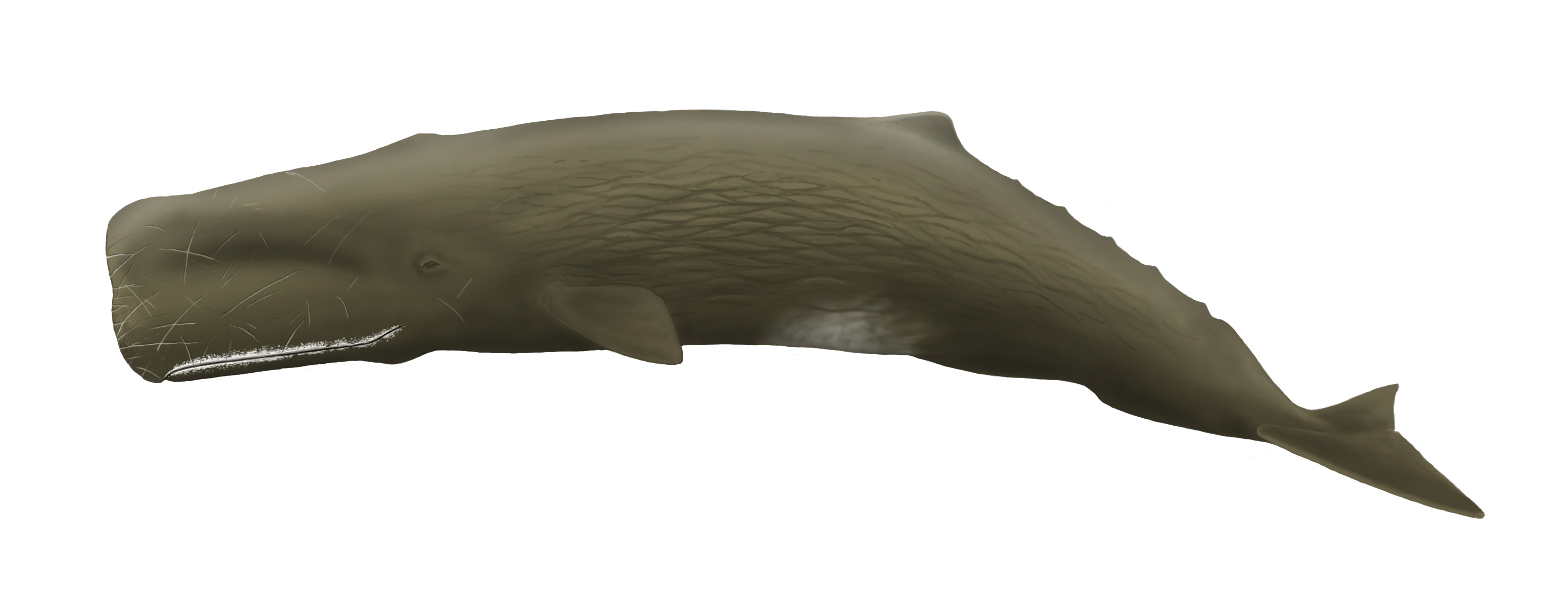 Ilustración del Cachalote