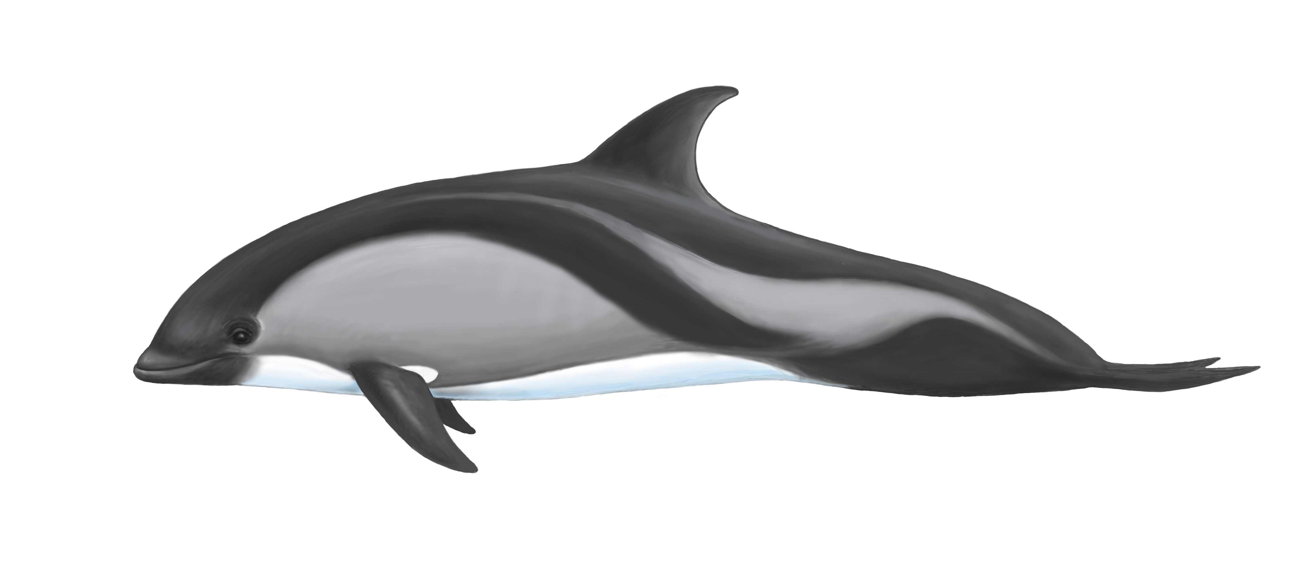 Ilustración Delfín Austral