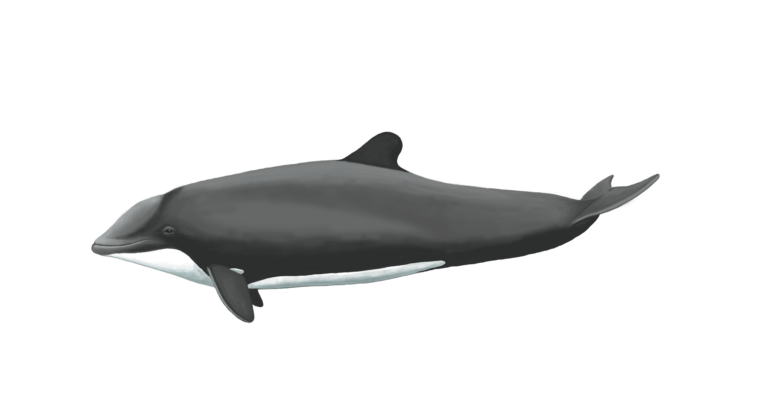 Ilustración Delfín Chileno