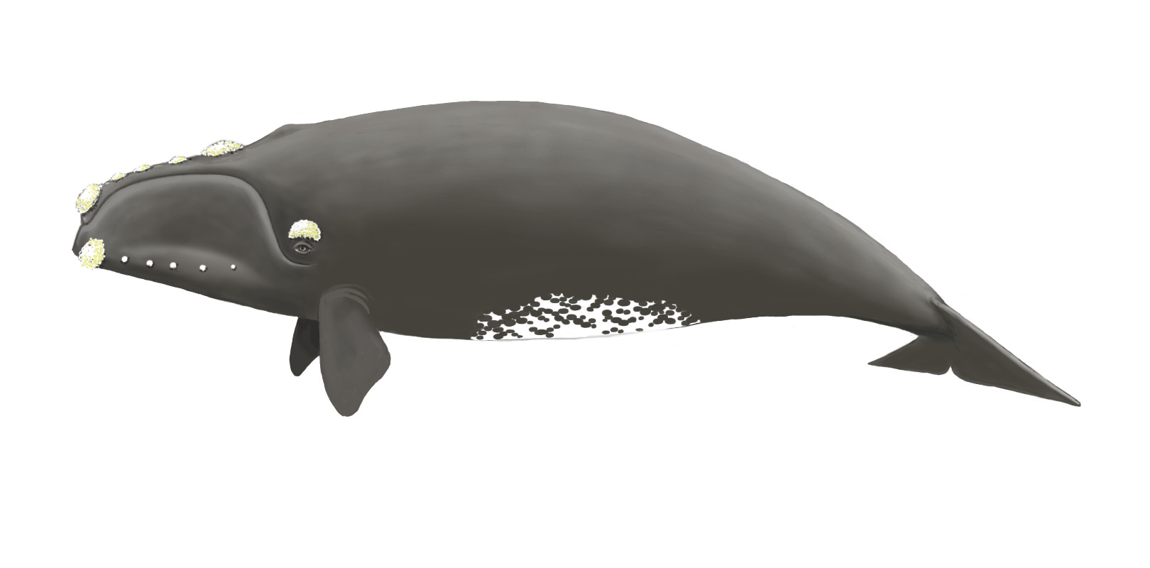 Ilustración de la Especie