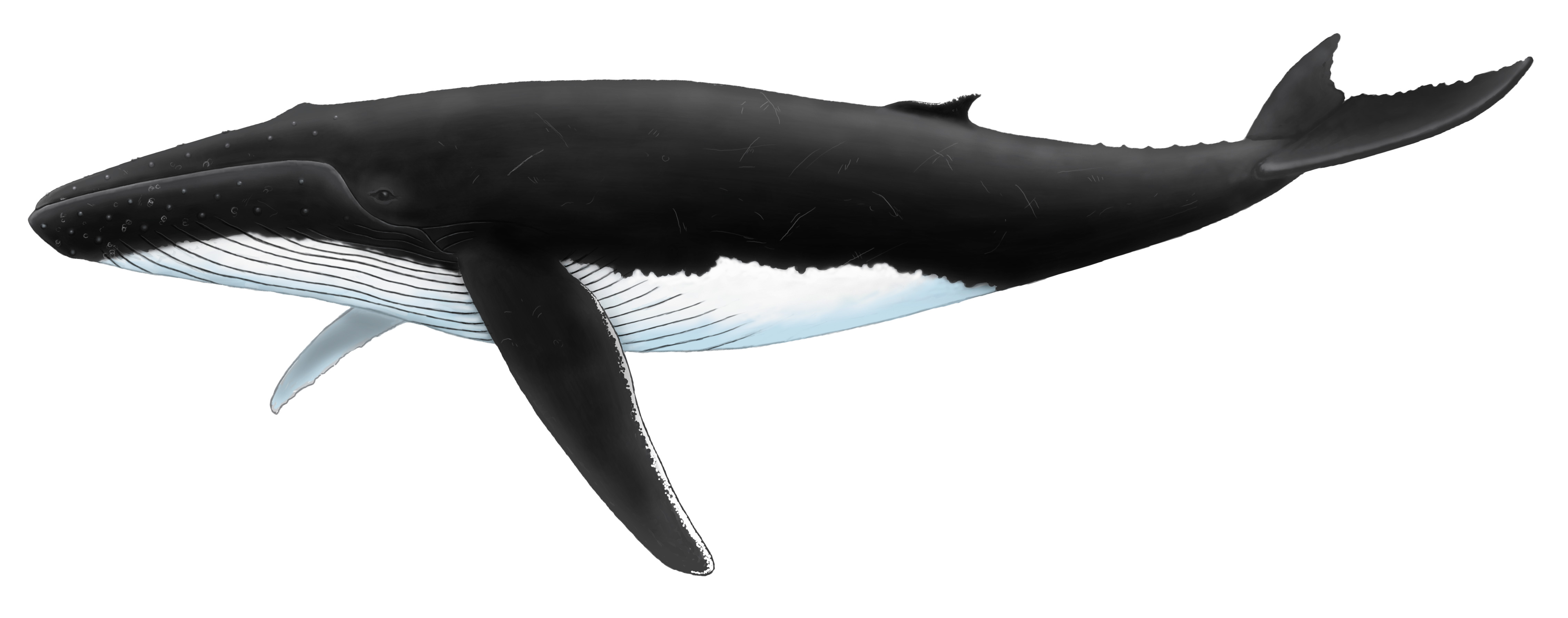 Ilustración Ballena Jorobada