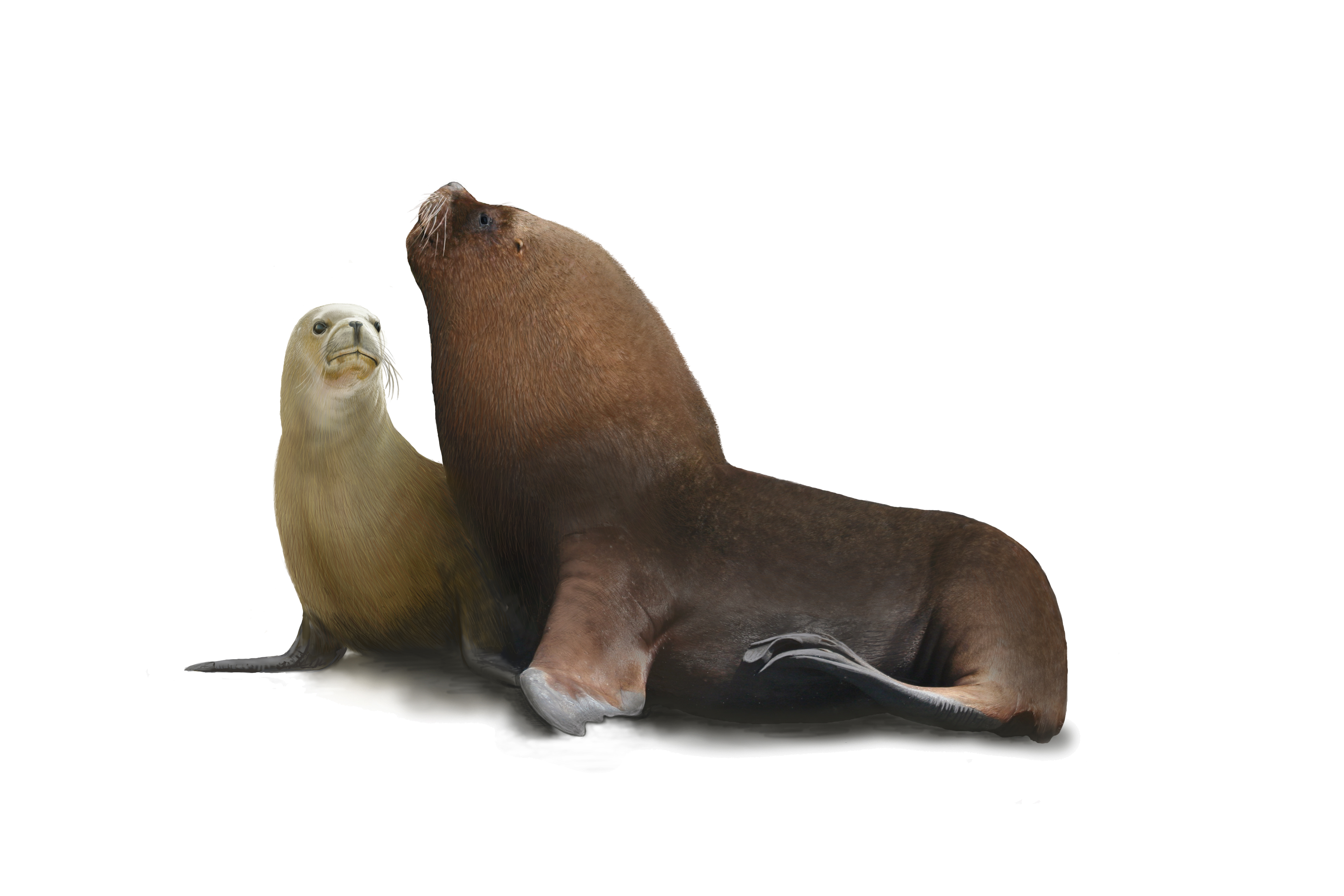 Ilustración Lobo Marino Común