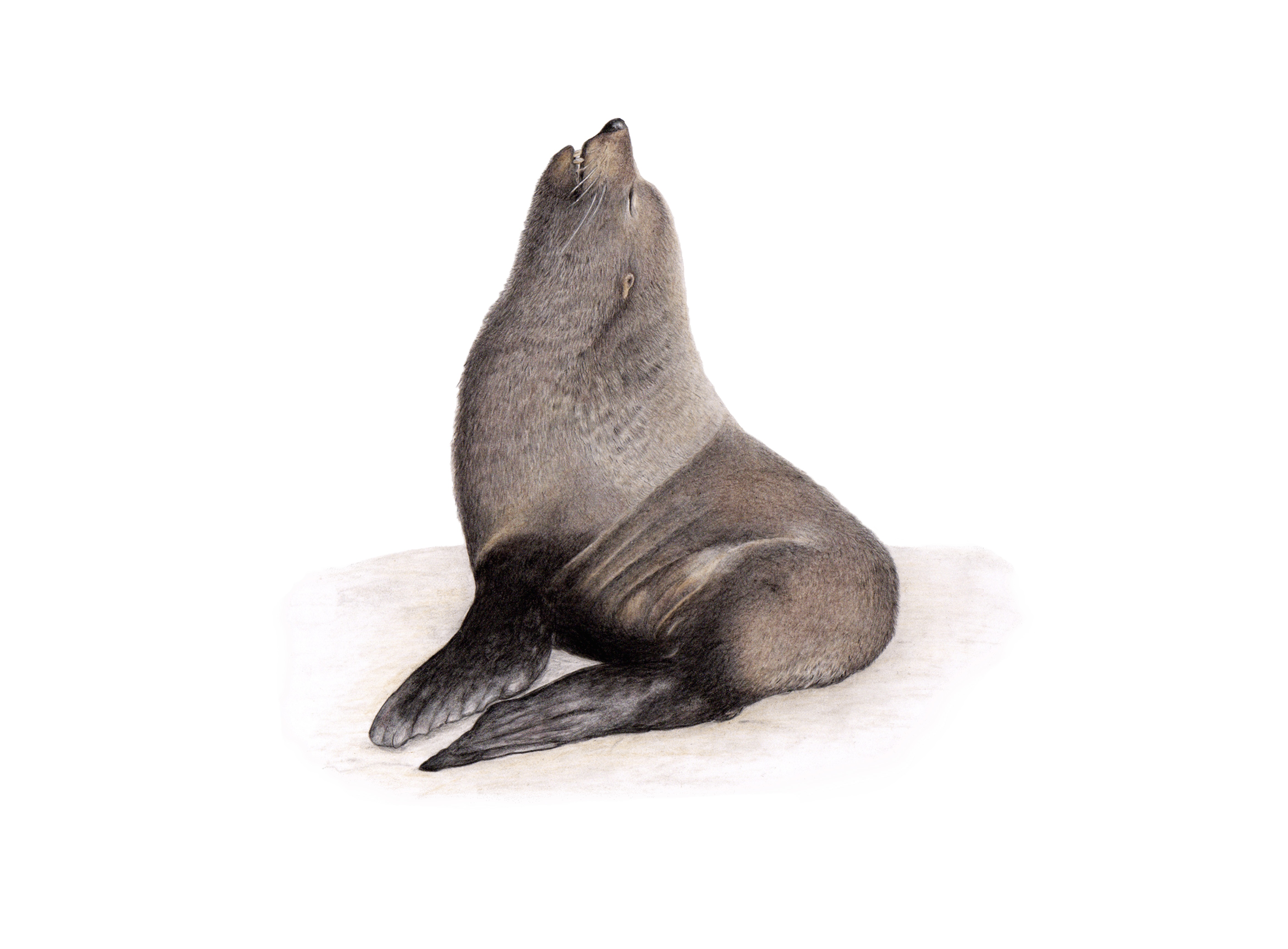 Ilustración de la Especie