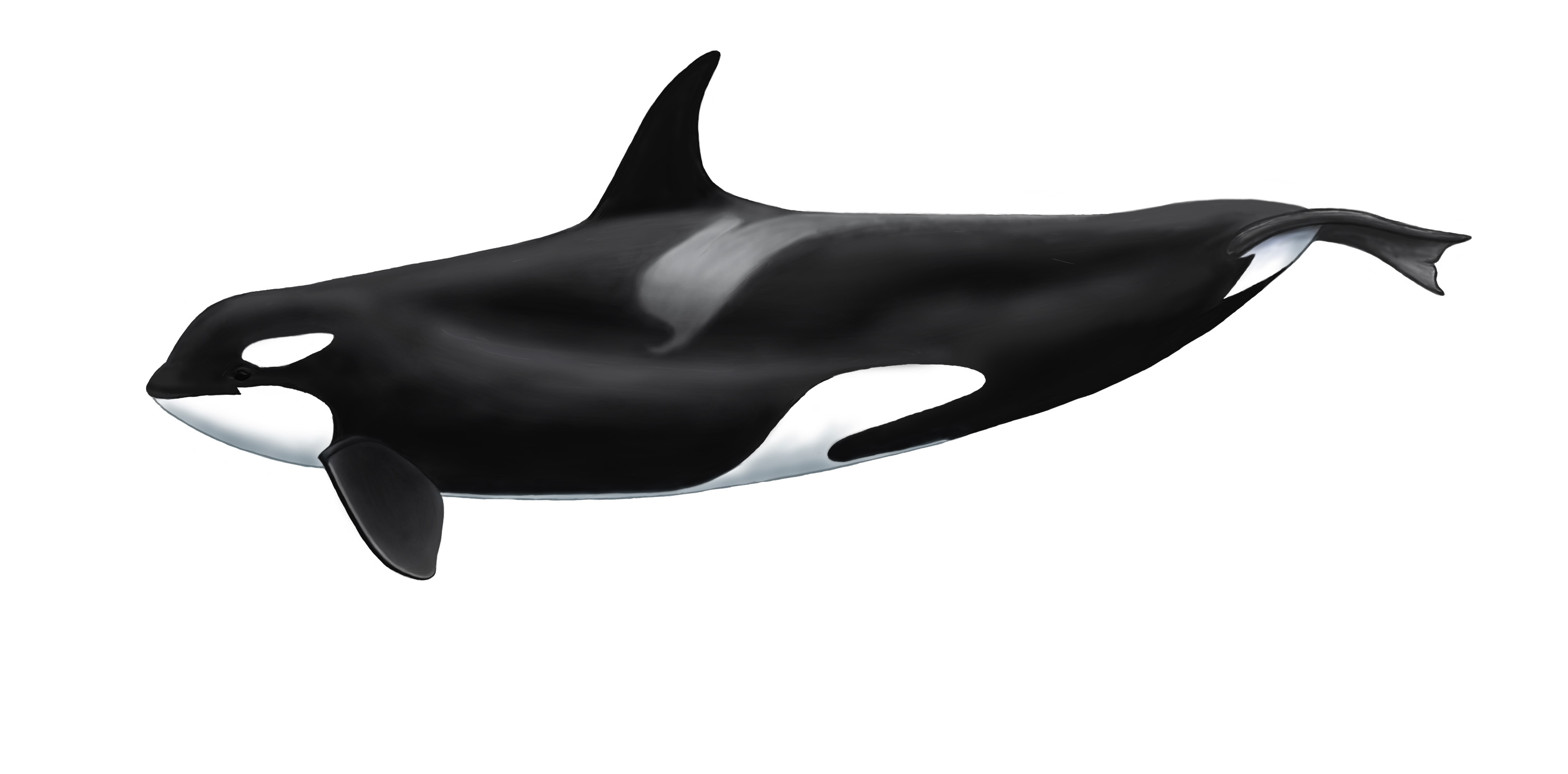 Ilustración Orca