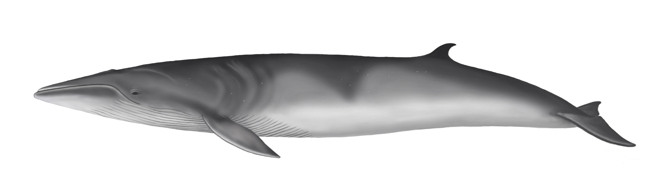 Ilustración de la Especie